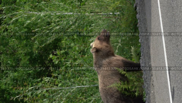 Vertical footage hungry wild Kamchatka brown bear walking on roadside of asphalt road terrible looking around. Стоковое видео, видеограф А. А. Пирагис / Фотобанк Лори