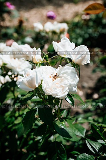 Vertical shot of Iceberg roses blooming in bright sunlight, highlighting their soft white petals, elegance, and romantic floral essence. Стоковое фото, фотограф Татьяна Терехина / Фотобанк Лори