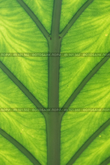 Vertical shot of under side of rainforest leaf. Стоковое фото, агентство Ingram Publishing / Фотобанк Лори