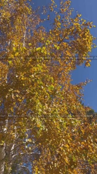 Vertical video of autumn background with bright yellow birch tree against blue sky in city park on sunny October day. Change seasons concept. Floral autumnal backdrop. Time of golden autumn, calendar. Стоковое видео, видеограф Виктория Катьянова / Фотобанк Лори