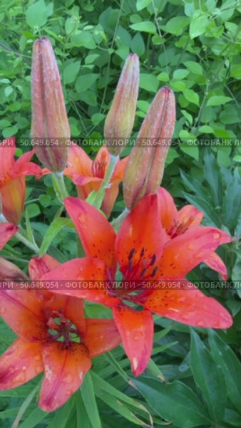 Vertical video of beautiful garden perennial flower Tiger lily lanceolate with large buds and bright orange petals with black specks with drops on rainy summer day (Lat. Lilium lancifolium tigrinum) Стоковое видео, видеограф Виктория Катьянова / Фотобанк Лори