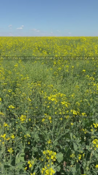 Vertical video of rural field with blooming rapeseed (Lat. Brassica napus) on sunny day. Family cruciferous or cabbage (Brassicaceae). Agricultural background. Concept of growing oilseed crops. Стоковое видео, видеограф Виктория Катьянова / Фотобанк Лори