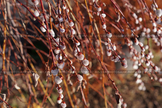 Весенние пушистые почки Козьей ивы (Salix caprea) Стоковое фото, фотограф Евгения Золкина / Фотобанк Лори