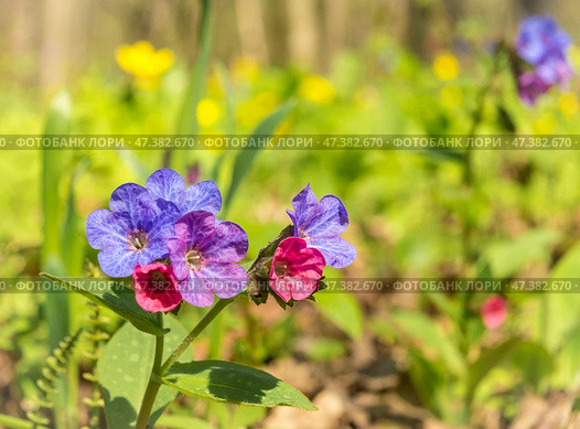 Весенние цветы медуницы на солнечной полянке в лесном массиве ( Pulmonaria obscura — Медуница неясная. ) Стоковое фото, фотограф Николаев Игорь Валерианович / Фотобанк Лори
