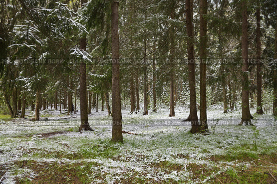 Весенний пейзаж с лесом, припорошенным майским снегом. Стоковое фото, фотограф Елена Коромыслова / Фотобанк Лори