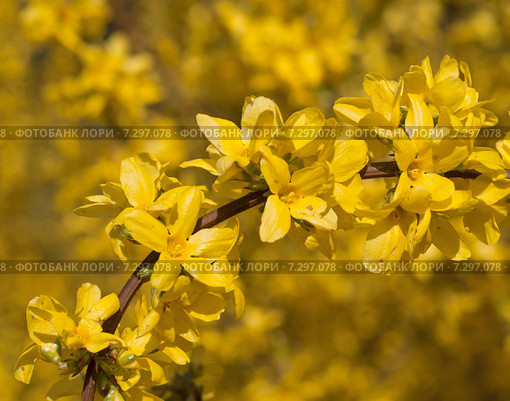 Ветка цветущей форзиции европейской (Forsythia europaea) на фоне куста. Стоковое фото, фотограф Svet / Фотобанк Лори