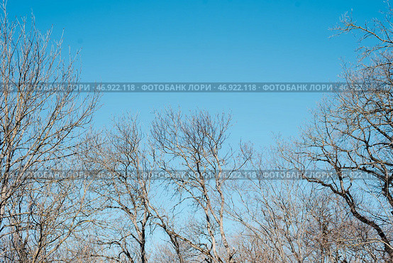 Ветки деревьев на фоне неба. Лиственный лес. Tree branches against the sky. Deciduous forest. Стоковое фото, фотограф Ольга Митряева / Фотобанк Лори