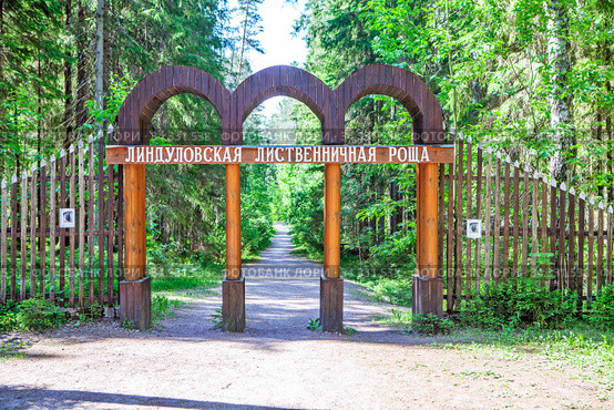 Вход в рощу. Линдуловская лиственничная роща. Выборгский район. Ленинградская область (2020 год). Редакционное фото, фотограф Сергей Афанасьев / Фотобанк Лори