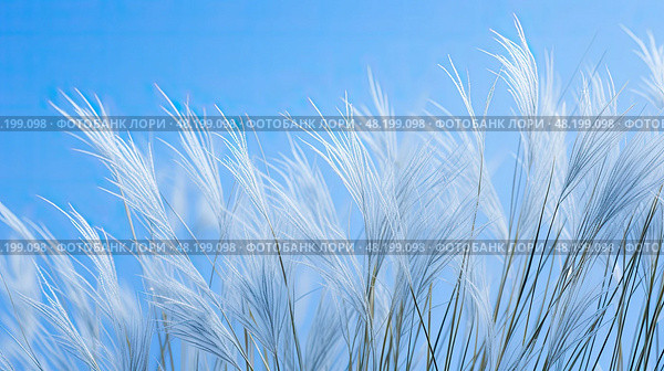 vibrant blue fescue ai generated. Стоковое AI-изображение, AI-художник Vectorwin / Фотобанк Лори