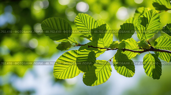 vibrant elm leaves ai generated. Стоковое AI-изображение, AI-художник Vectorwin / Фотобанк Лори