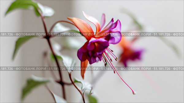 Vibrant fuchsia flower displaying elegant pink and purple pendulous petals captured in soft natural light against a clean white background. Стоковое AI-изображение, AI-художник 123 12 / Фотобанк Лори