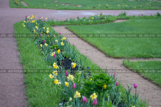 Vibrant spring garden with yellow daffodils and pink tulips along pathways. Стоковое фото, фотограф Zakharova Natasha / Фотобанк Лори