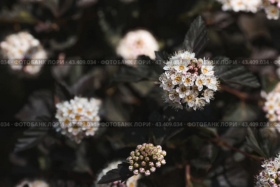Viburnum pemphigus (Physocarpus opulifolius). A shrub blooming with small white flowers. Стоковое фото, фотограф Photojuli / Фотобанк Лори