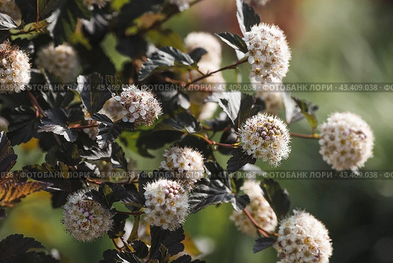 Viburnum pemphigus (Physocarpus opulifolius). A shrub blooming with small white flowers. Стоковое фото, фотограф Photojuli / Фотобанк Лори