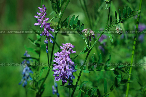 Vicia cracca, tufted vetch blooming in the meadow. Стоковое фото, фотограф Марина Демидюк / Фотобанк Лори