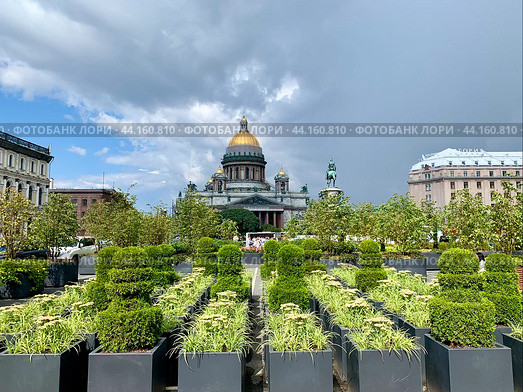 Вид из сада на Синем мосту, кусты подстрижены в форме шахмат, на Исаакиевский собор Санкт-Петербурга на фоне неба с облаками летним днем (2024 год). Стоковое фото, фотограф Елена Яворская / Фотобанк Лори