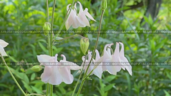 Video of beautiful white aquilegia Alba flowers on summer day in garden flowerbed (Lat. Aquilegia caerulea Alba). Close-up of beautiful perennial decorative flowers columbine. Floriculture as a hobby. Стоковое видео, видеограф Виктория Катьянова / Фотобанк Лори