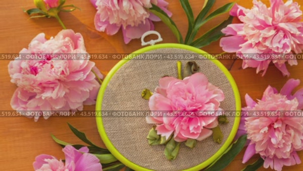 Video of circular composition with blooming fresh pink peonies around handmade peony flower embroidery with satin ribbons on wooden background. DIY concept, summer needlework. Стоковое видео, видеограф Виктория Катьянова / Фотобанк Лори