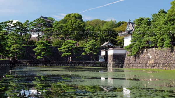 Video of the Kikyo-bori moat overgrown with water plants around the Tokyo Imperial Palace. Tokyo. Japan (2021 год). Стоковое видео, видеограф Сергей Пристяжнюк (Serg Zastavkin) / Фотобанк Лори