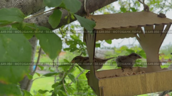 Video of two sparrows pecking crumbs from a wooden bird feeder on a tree on a summer day (Lat. Passer domesticus) Стоковое видео, видеограф Виктория Катьянова / Фотобанк Лори
