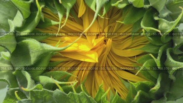 Video of unopened sunflower bud with closed petals surrounded by green bracts. Стоковое видео, видеограф Сергей Пристяжнюк (Serg Zastavkin) / Фотобанк Лори