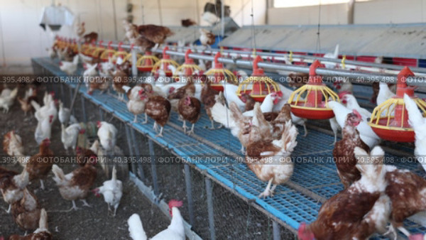 View of laying hens in farm poultry house equipped with grain feeding troughs for birds. Стоковое видео, видеограф Яков Филимонов / Фотобанк Лори