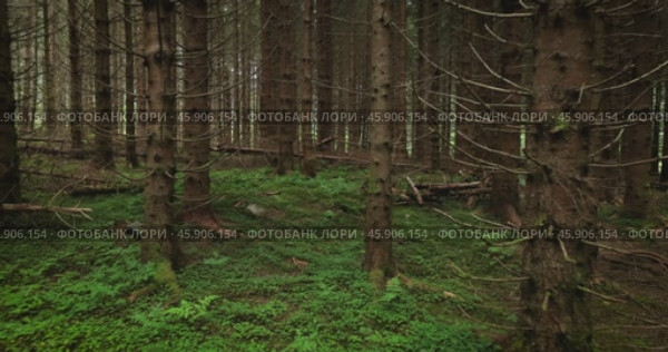 View of the Forest in Norway. Beautiful nature of Norway. The camera moves from the first person through the thicket of a pine forest. Стоковое видео, видеограф Андрей Армягов / Фотобанк Лори