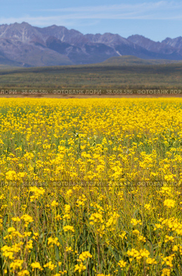 View on field of blooming yellow rapeseed in Tunka Valley against the backdrop of Eastern Sayan Mountainous. Cultivation of agricultural fields of rapeseed. Beautiful bright landscape. Natural background. Стоковое фото, фотограф Виктория Катьянова / Фотобанк Лори