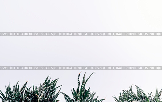 view small zebra cactus plants. Стоковое фото, агентство Ingram Publishing / Фотобанк Лори