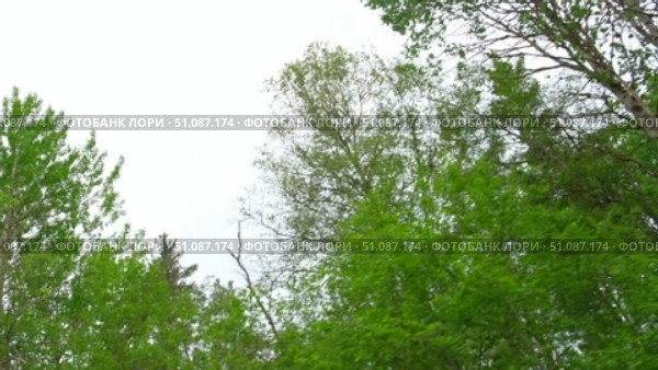 View through side window of car auto in motion on road. Highway along green forest and trees in summer. Tourism and travel, journey trip concept. Beautiful nature and landscape. Car speeding on road. Стоковое видео, видеограф Марина Демидюк / Фотобанк Лори