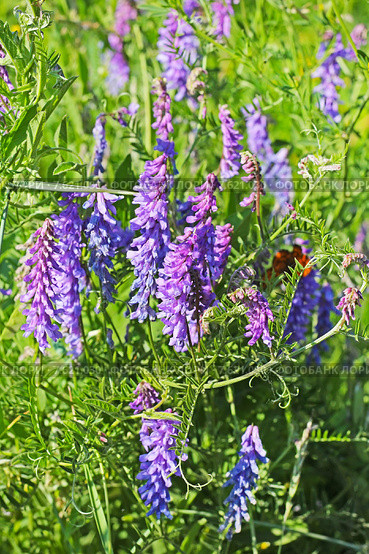 Вика, Горошек тонколистный (Vicia tenuifolia Roth.) Стоковое фото, фотограф Евгений Мухортов / Фотобанк Лори