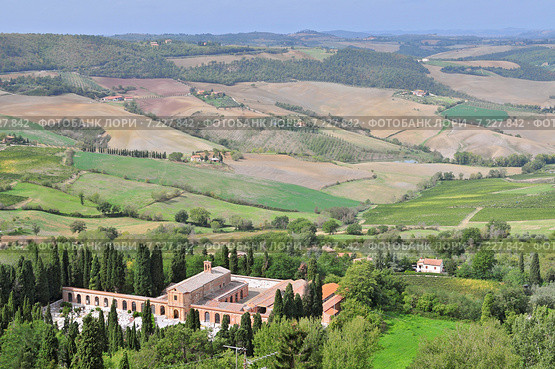 Vineyard near Montalcino, Tuscany, Italy. Стоковое фото, агентство BE&W Photo / Фотобанк Лори