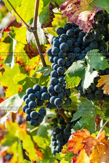 Vineyards on the field. Grapes with vine and leaves in sunny weather. Стоковое фото, агентство Ingram Publishing / Фотобанк Лори