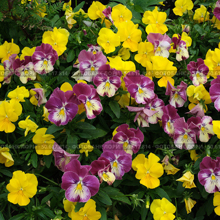 Viola tricolor (Wild Pansy) flower field, dense yellow and burgundy blooms for botanical wallpapers and floral designs. Стоковое фото, фотограф Елена  Попкова / Фотобанк Лори