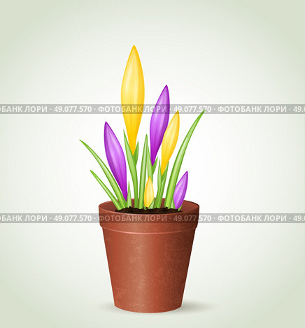 Violet and yellow crocuses in flower pot. Vector illustration. Стоковая иллюстрация, агентство Ingram Publishing / Фотобанк Лори