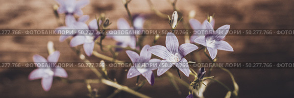 Violet blue flowers bell Campanula persicifolia, peach-leaved bellflower, on a bright green nature background. Web banner. Стоковое фото, фотограф Марина Демидюк / Фотобанк Лори