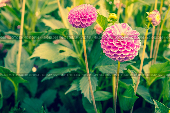 Violet Dahlia flowers in a green garden. Стоковое фото, агентство Ingram Publishing / Фотобанк Лори