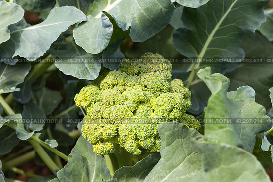 Vitamin fresh broccoli cabbage in the summer in the garden bed at the dacha. Growing organic vegetables as a hobby. Green natural background/ Top view, close-up. Стоковое фото, фотограф Виктория Катьянова / Фотобанк Лори