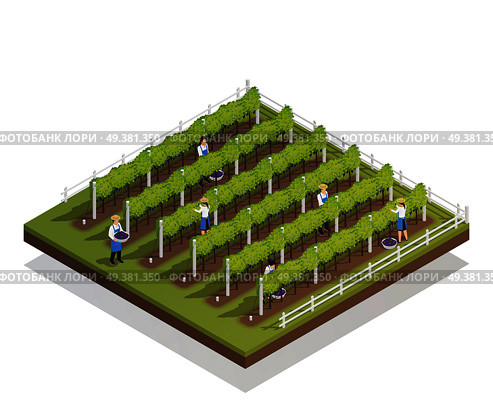 Viticulture isometric composition farmers engaged in harvesting on grape plantation isometric vector illustration. Viticulture Isometric Composition. Стоковая иллюстрация, агентство Ingram Publishing / Фотобанк Лори
