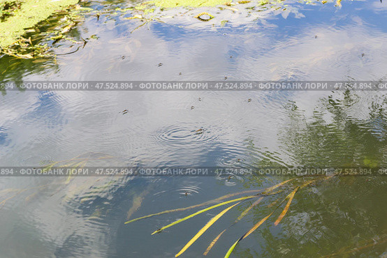 Водомерки прудовые (Gerris lacustris) на поверхности воды, река Красивая Меча, Тульская область, Россия. Стоковое фото, фотограф Андрей Цыганков / Фотобанк Лори