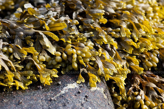 Водоросли фукусы (Fucus vesiculosus) на прибрежных камнях. Стоковое фото, фотограф Наталия Шевченко / Фотобанк Лори
