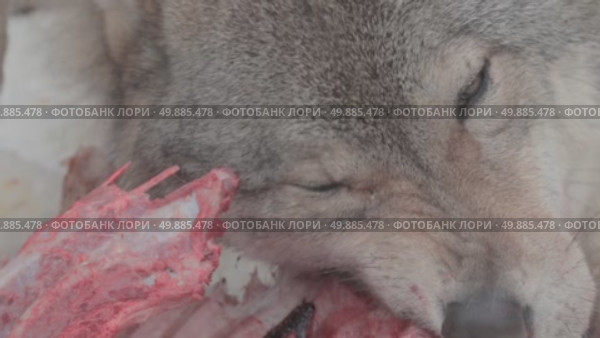 Волк серый, животное грызёт мясо, звери разрывают добычу, Canis lupus. Стоковое видео, видеограф Дмитрий Якубович / Фотобанк Лори
