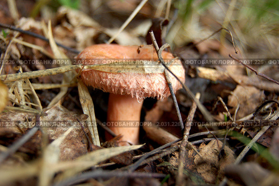 Волну́шка розовая (лат. Lactarius torminosus) Стоковое фото, фотограф Елена Ильина / Фотобанк Лори