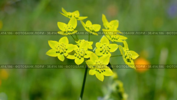Володушка золотистая / Video of Bupleurum aureum, belonging to the family Apiaceae in natural subalpine environment. Стоковое видео, видеограф Сергей Пристяжнюк (Serg Zastavkin) / Фотобанк Лори