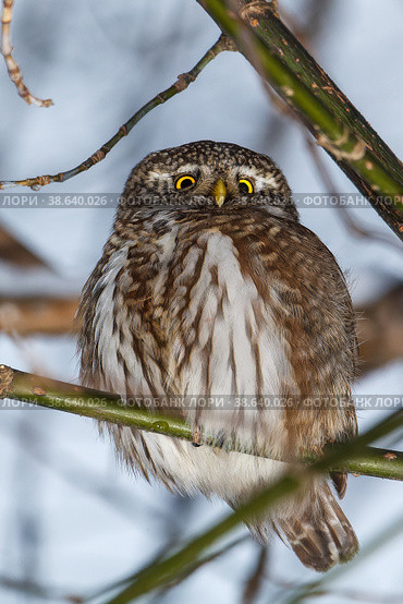 Воробьиный сыч (Glaucidium passerinum) Стоковое фото, фотограф Вячеслав Орос / Фотобанк Лори