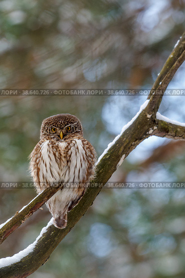 Воробьиный сыч (Glaucidium passerinum) Стоковое фото, фотограф Вячеслав Орос / Фотобанк Лори