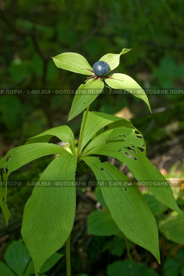 Вороний глаз обыкновенный - Paris quadrifolia. Семейство триллиевых (Trilliaceae), или лилейных (Liliaceae). Стоковое фото, фотограф Алёна Кухтина / Фотобанк Лори