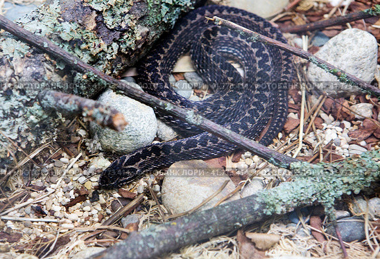 Восточная степная гадюка Steppe Viper. Стоковое фото, фотограф Галина Савина / Фотобанк Лори