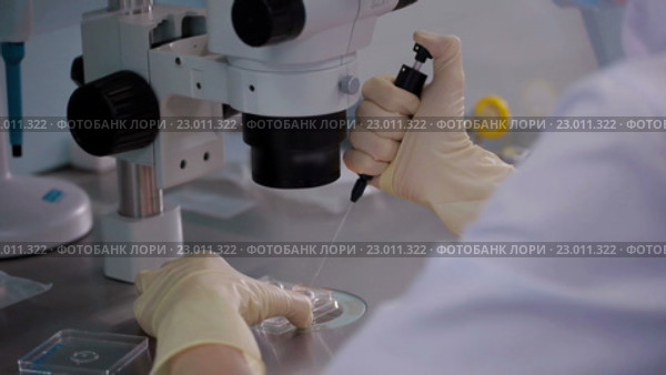 Врач оплодотворяет человеческие яйцеклетки. Стоковое видео, видеограф Илья Насакин / Фотобанк Лори