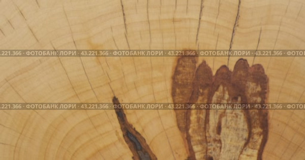 Вращающаяся текстура старого спила ствола дерева с трещинами. Естественный фон. Вид сверху. Rotating texture of an old saw cut of a tree trunk with cracks. Natural background. Стоковое видео, видеограф Александр Собко / Фотобанк Лори